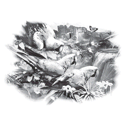 PARROTS WATERFALL 14738SA4.gif